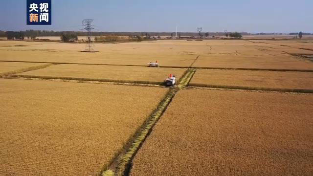 农业农村部：我国将确保水稻产量稳定在2亿吨以